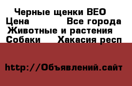 Черные щенки ВЕО › Цена ­ 5 000 - Все города Животные и растения » Собаки   . Хакасия респ.